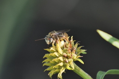 Apinae
