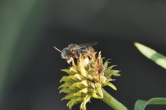 Apinae