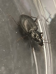 Agonum punctiforme