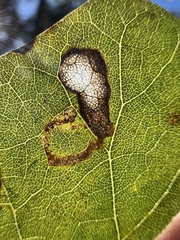 Leucoptera erythrinella