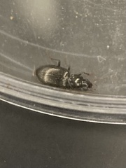 Agonum punctiforme