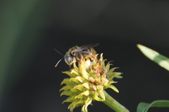 Apinae