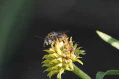 Apinae