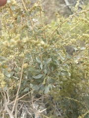 Atriplex torreyi