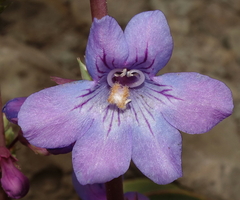 Penstemon osterhoutii