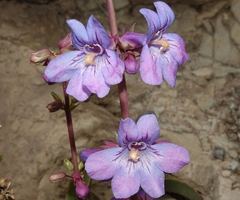Penstemon osterhoutii