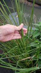 Chrysopogon zizanioides