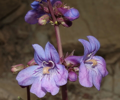 Penstemon osterhoutii
