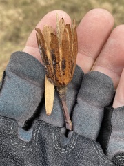 Liriodendron tulipifera