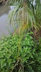 Chrysopogon zizanioides