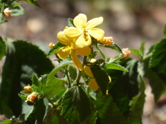Pavonia sepium