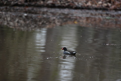 Gallinula chloropus