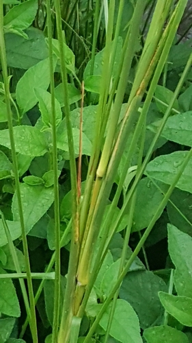 Foto de Vetiver