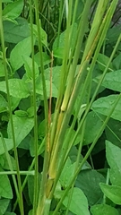 Chrysopogon zizanioides