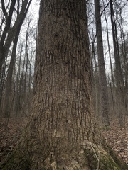 Liriodendron tulipifera