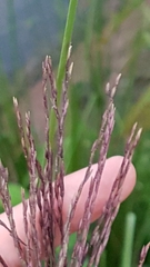 Chrysopogon zizanioides