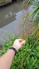 Chrysopogon zizanioides