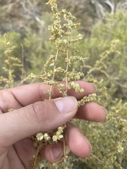 Atriplex torreyi