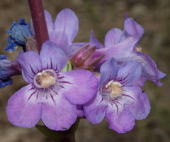 Penstemon osterhoutii