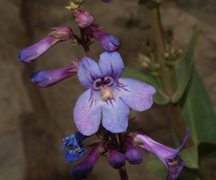 Penstemon osterhoutii