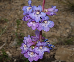 Penstemon osterhoutii