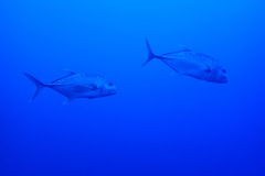 Caranx ignobilis