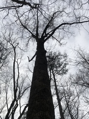 Liriodendron tulipifera