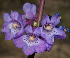 Penstemon osterhoutii