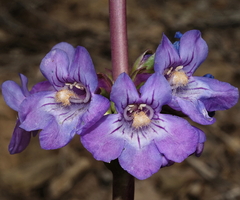 Penstemon osterhoutii