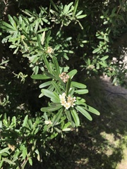 Pyracantha angustifolia