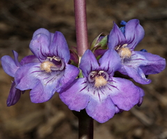 Penstemon osterhoutii
