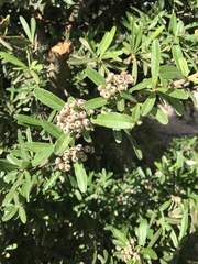 Pyracantha angustifolia