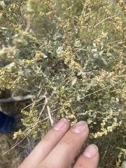 Atriplex torreyi