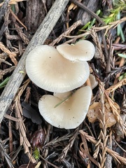 Clitocybe deceptiva