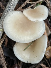 Clitocybe deceptiva