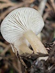 Clitocybe deceptiva