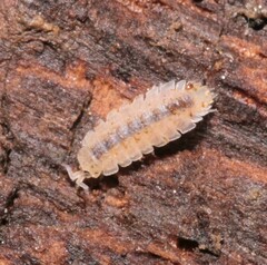 Haplophthalmus danicus