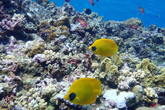 Chaetodon semilarvatus
