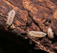 Haplophthalmus danicus