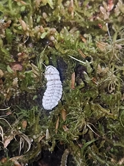 Coelostomidia