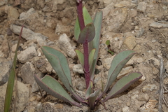 Penstemon osterhoutii
