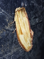 Truncaptera fascis
