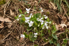 Viola alba