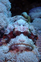 Scorpaenopsis