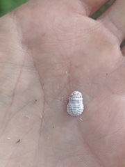 Coelostomidia