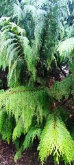 Chamaecyparis lawsoniana