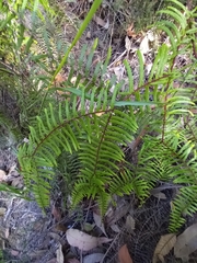 Gleichenia microphylla