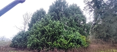 Chamaecyparis lawsoniana