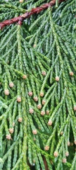Chamaecyparis lawsoniana