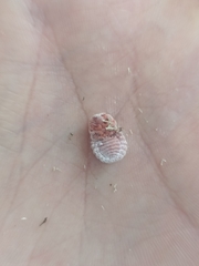 Coelostomidia